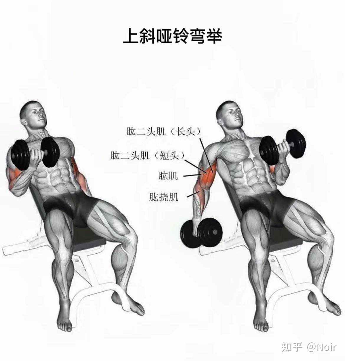 哑铃二头弯举,杠铃二头弯举,反手引体向上和反手高位下拉哪个才是练肱二头肌的最好动作? - 知乎