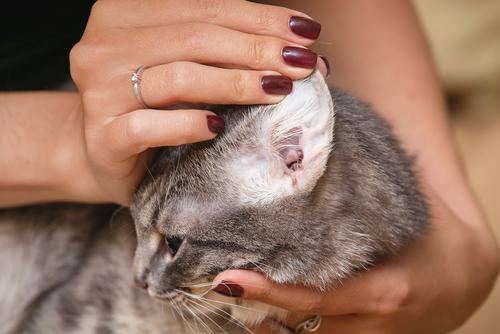 猫耳朵发热发烧怎么判断