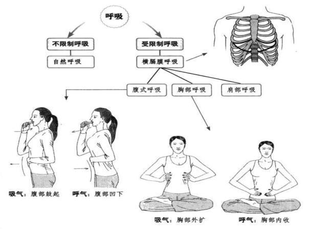 作为瑜伽练习者,你腹式呼吸和胸式呼吸的区别是什么吗?