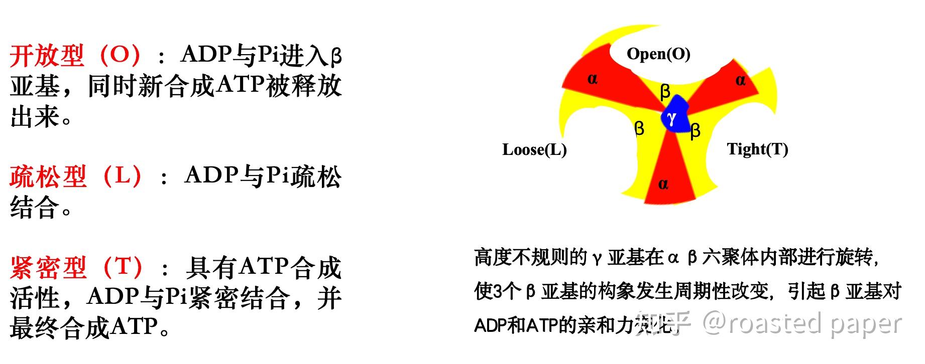 生化与分子生物学——代谢篇之生物氧化 - 知乎