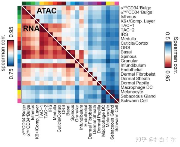 新技术 | 单细胞多组学 SHARE-seq 及生物发现 - 知乎