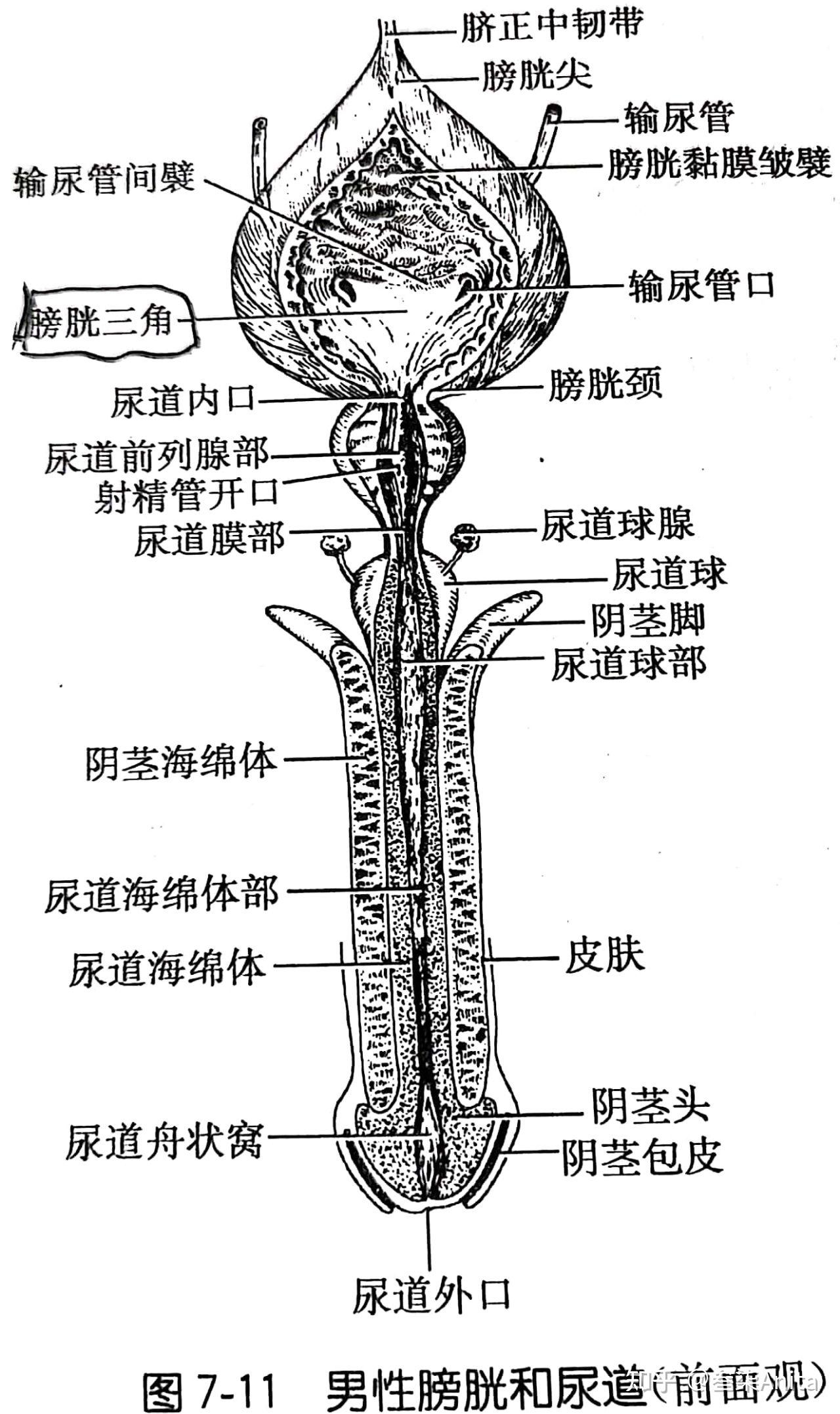 膀胱冠状切面图片