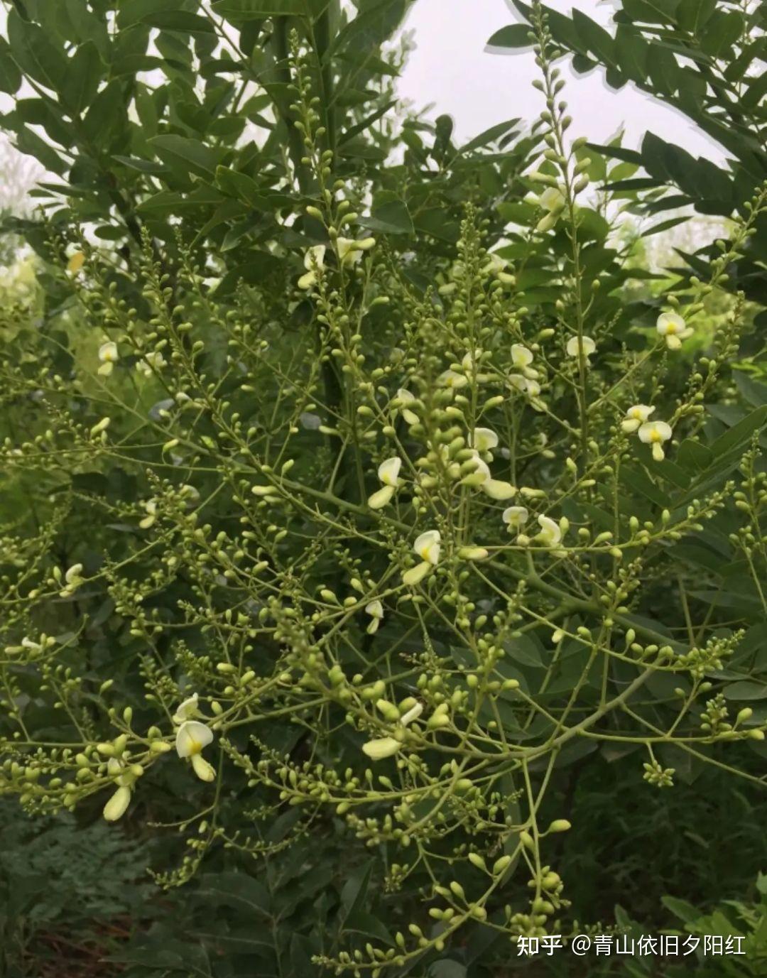中药槐米与槐花的功效区别有什么? - 知乎