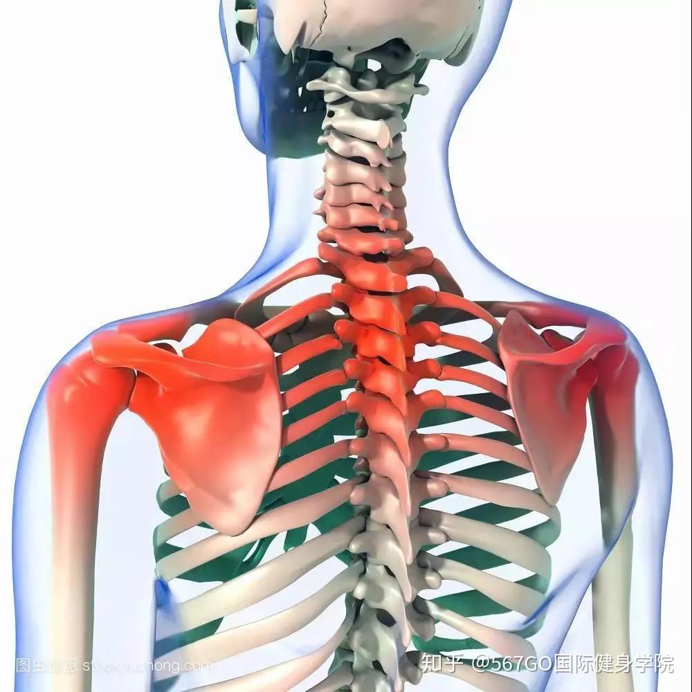 深度专业科普文你不知道的肩峰下撞击综合症小白勿入下