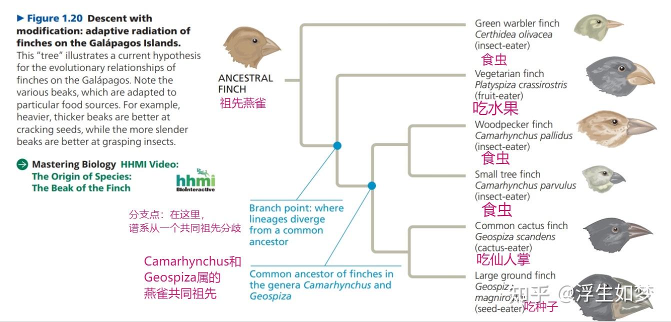 Chapter 1、Evolution, the Themes of Biology, and Scientific Inquiry (翻译 ...