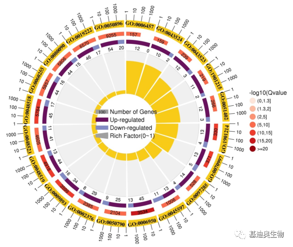 生信工具分享多形式展示富集结果文章让人眼前一亮