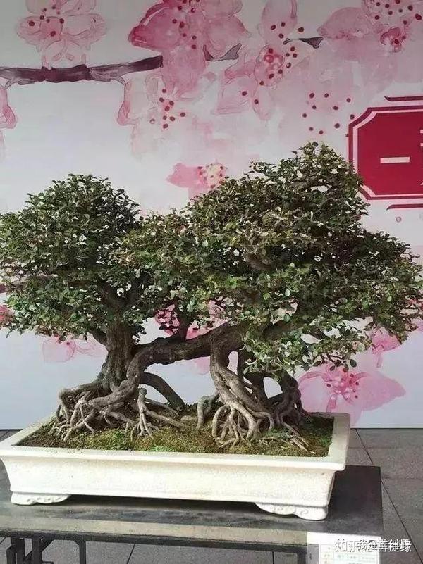 11大盆景树种 你最喜欢哪一种 知乎