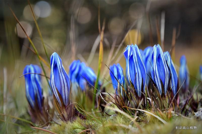 秋季的高山龙胆