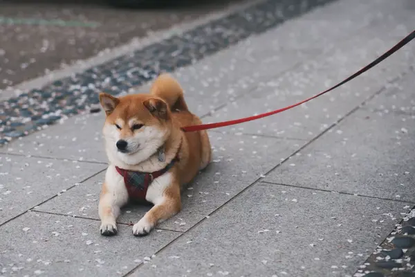 秋田犬面临灭绝 陪祖先吃过苦的狗 不配享清福 知乎