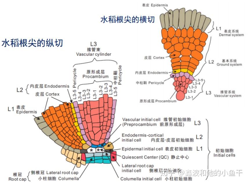 植物根系发育的分子调控 - 知乎