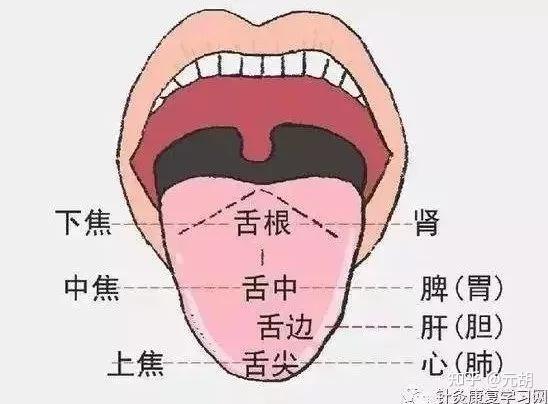 最全舌诊图解！玄技堂中医教你6大方法，看舌头懂健康，收藏备用！ - 知乎