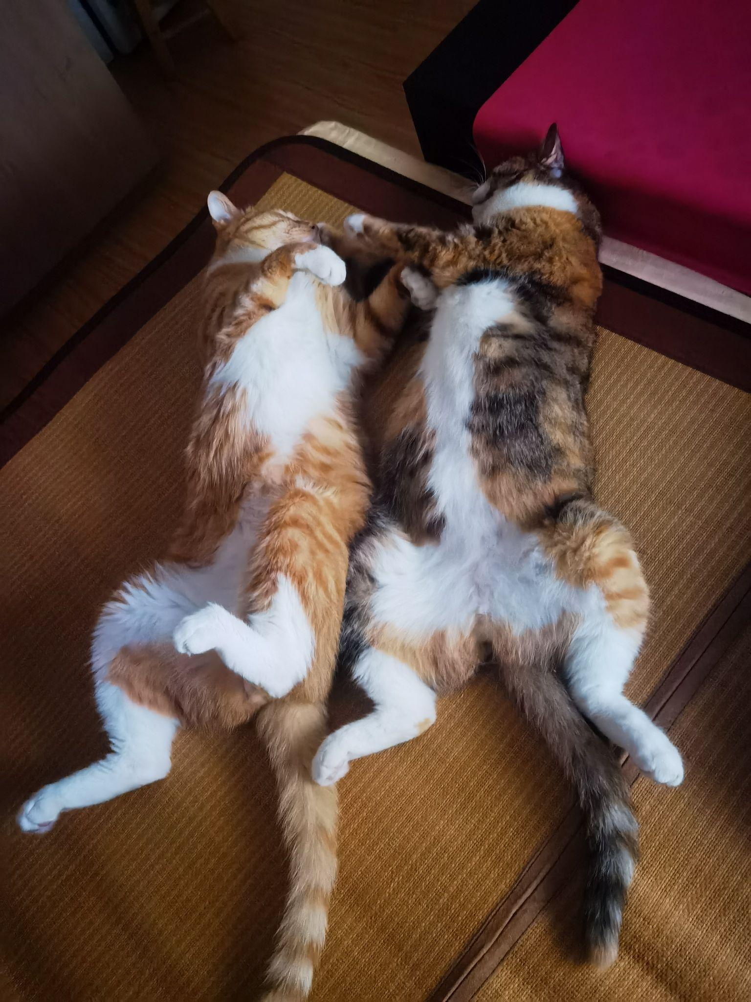 可以放一张猫猫睡懒觉的照片吗?