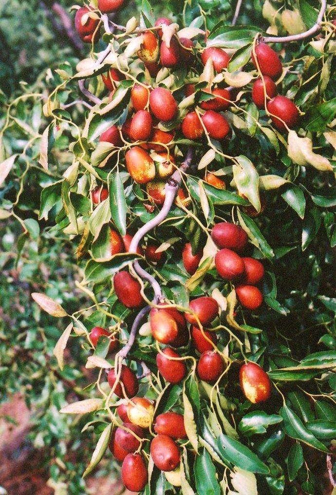 原知胃解读山东红枣之山东葛石大枣