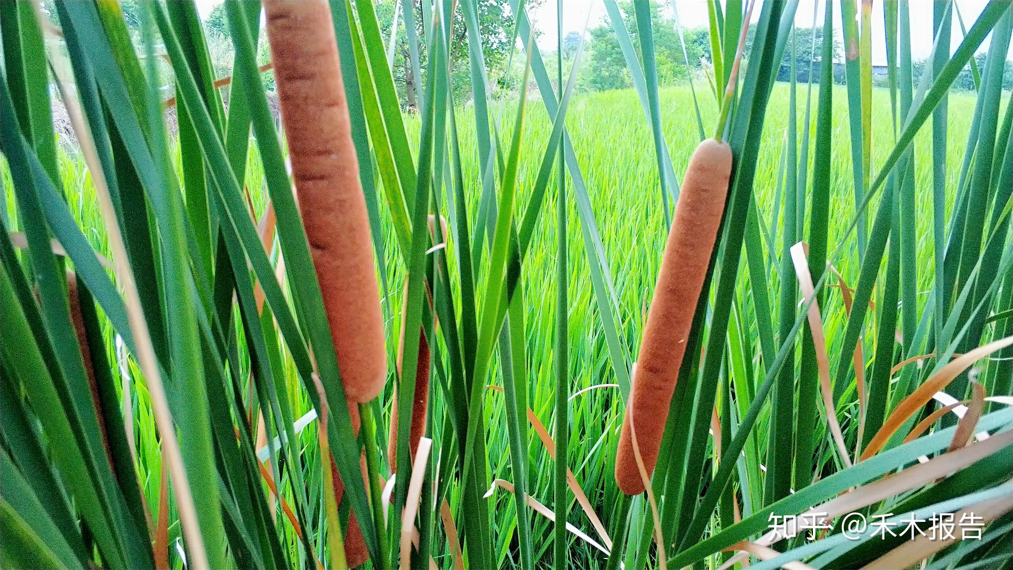 农村田边的香肠过去农民见到就砍如今30一斤成稀罕野菜