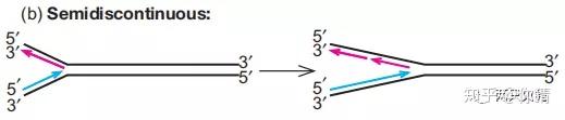 分子生物学 | DNA复制的一般特征 - 知乎