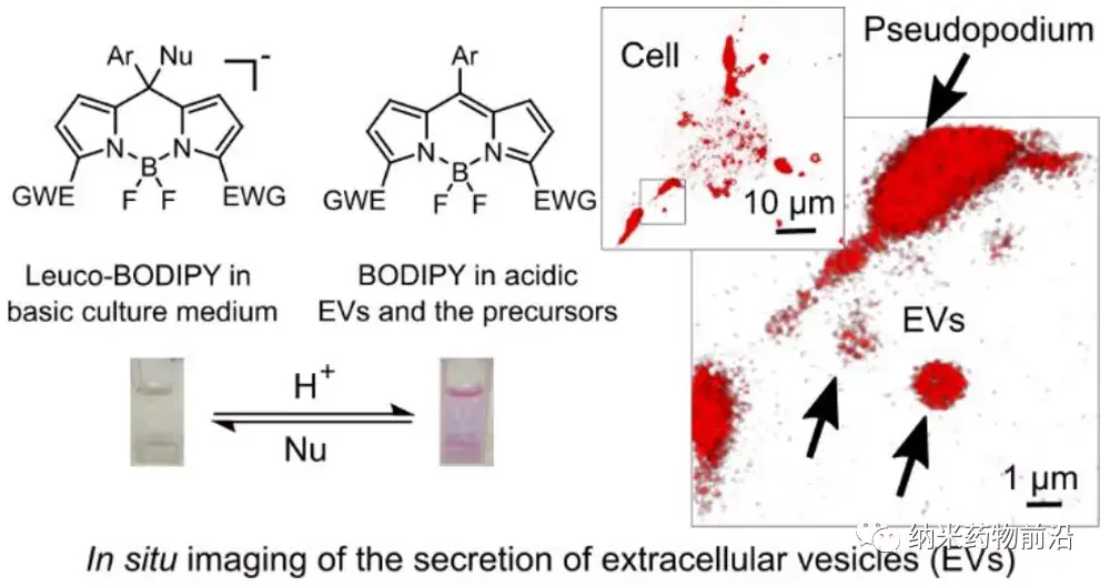 香港中文大学蔡宗衡nanolett对ph可逆的荧光探针用于对细胞外囊泡及其