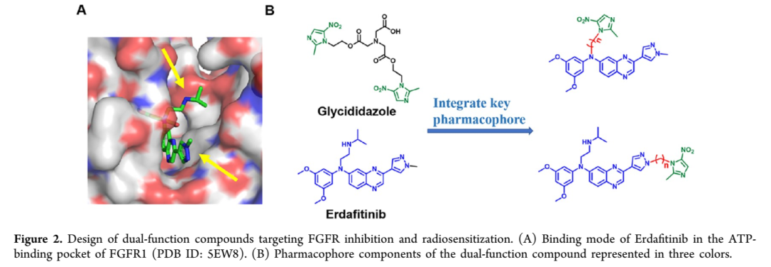 【JMC】成都大学赵立峰/四川大学张力丹:双功能FGFR抑制剂联合放疗诱导焦亡,重塑免疫微环境实现强效抗肿瘤 - 知乎