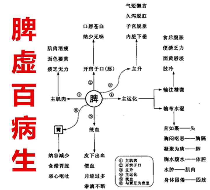 脾胃为后天之本,脾虚则体弱多病!分享几个补脾方,脾好身体好 - 知乎