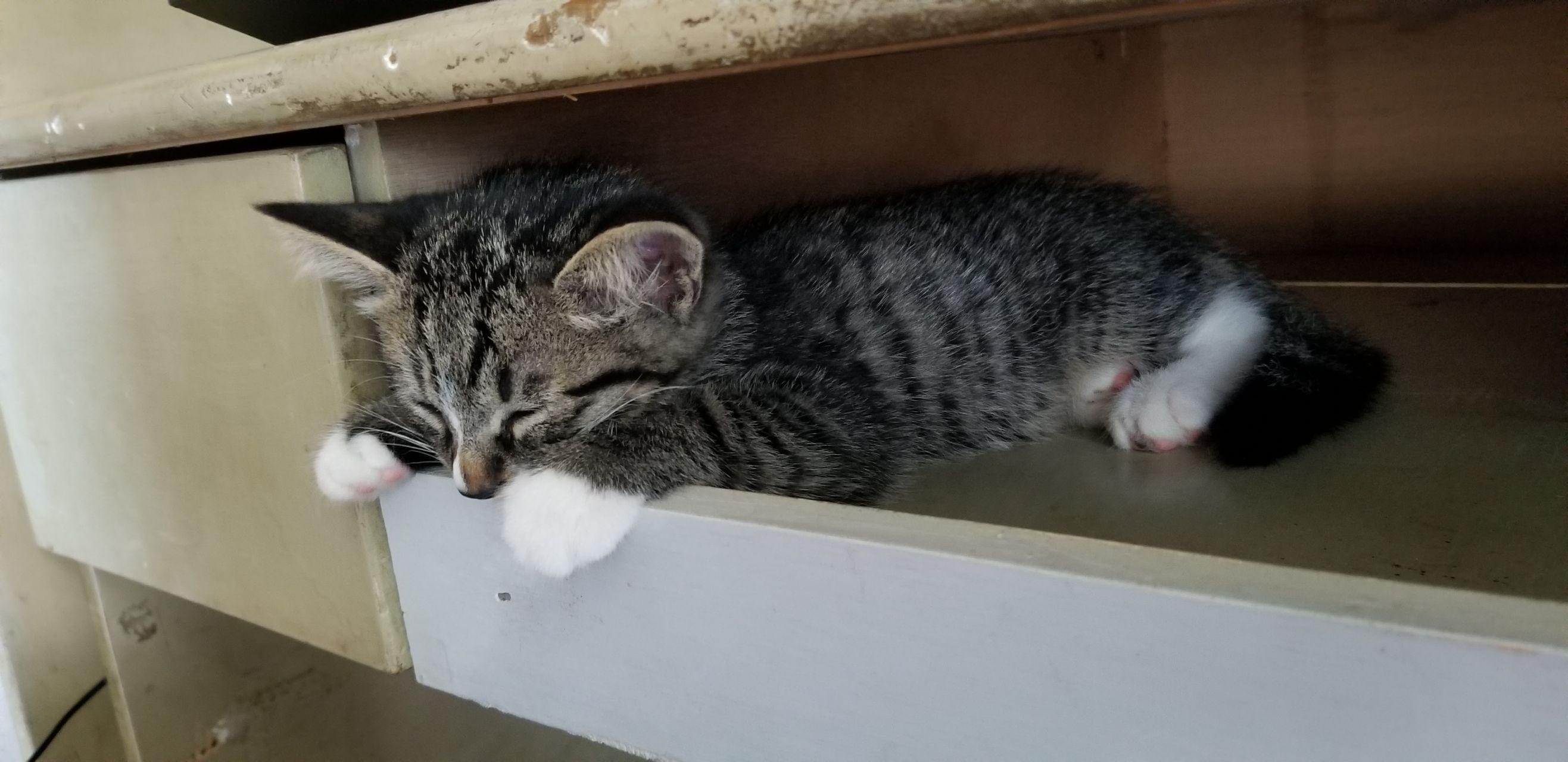 在大学宿舍养猫是一种什么样的体验