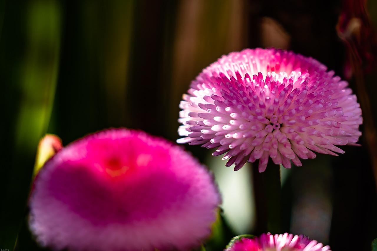 2. 鲁冰花生长习性