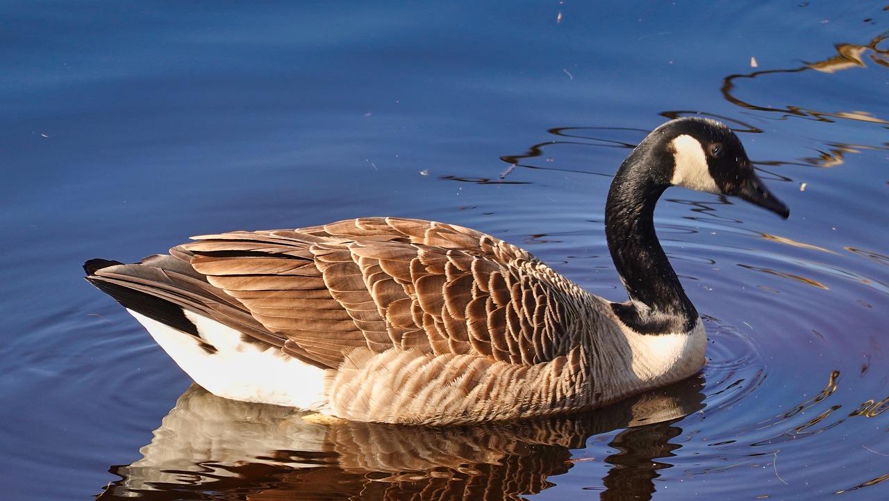 4. 鸽子性价比分析