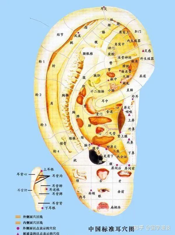 神奇的耳穴疗法