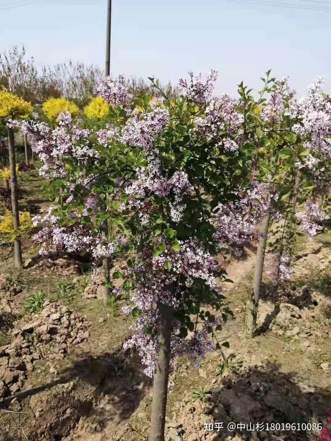 紫丁香花图片大全