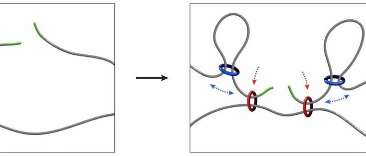 Science重磅 | 破解基因组“大海捞针”难题,粘连蛋白如何操纵3D基因组决定HDR修复效率? - 知乎