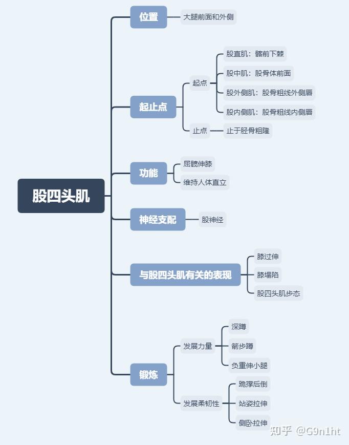 三步了解股四头肌
