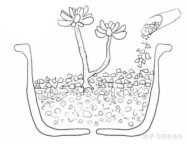 多肉植物正确种植步骤图片