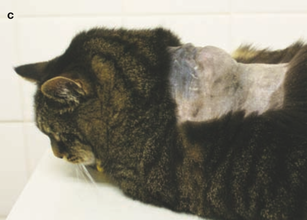 猫注射部位肉瘤abcd的预防和管理指南 知乎