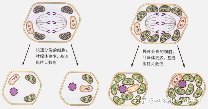 质体的类型增殖与起源