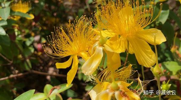 这植物别名叫土连翘 它都有什么用途呢 了解后才知它的价值很高 知乎 这植物别名叫土连翘 它都有什么用途呢 了解后才知它的价值很高 知乎