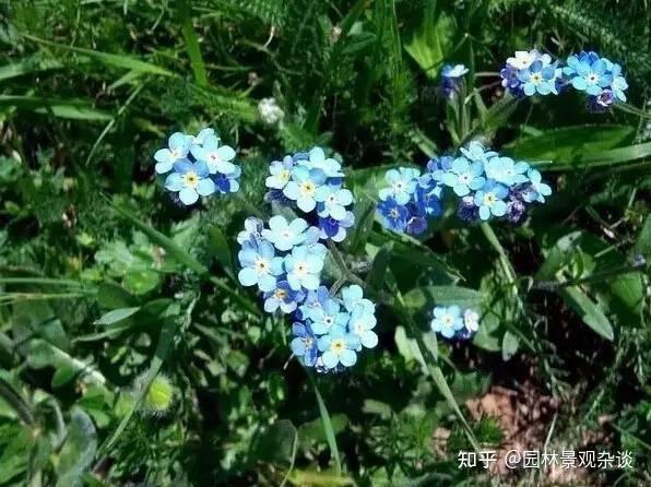 植物不认识 不要怕 这里有最详细植物识别法 知乎