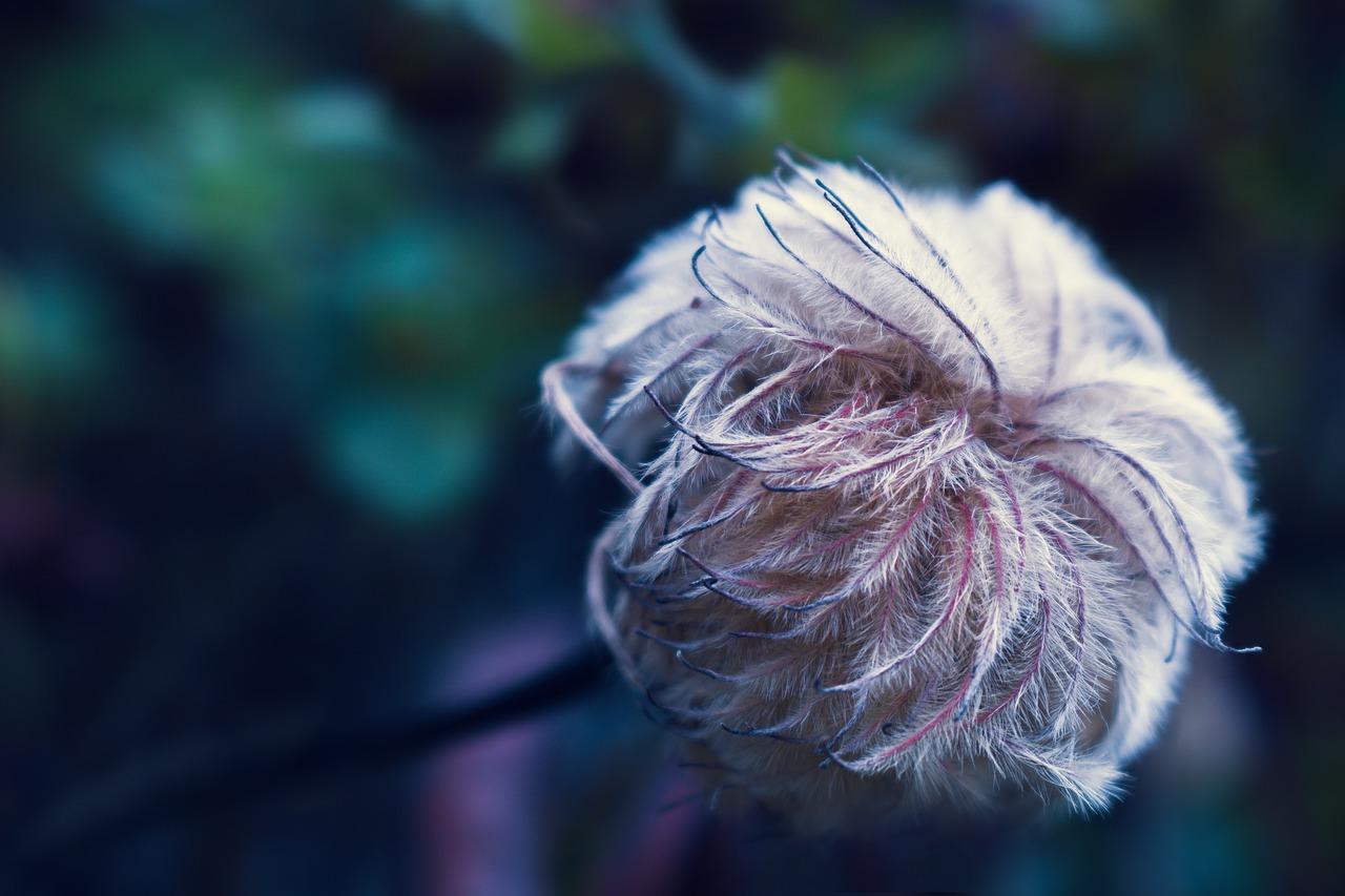 5. 嫁接繁殖方法