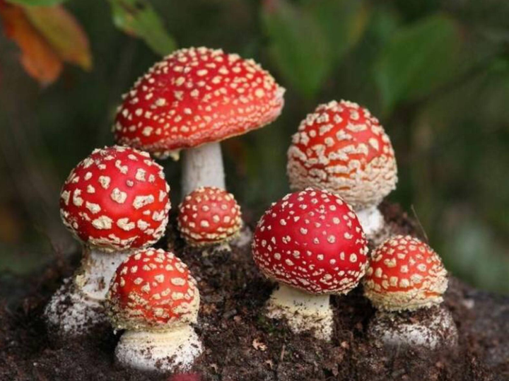蘑菇小常识（下）|我国常见15种毒蘑菇，致死率最高是哪一种？ - 知乎