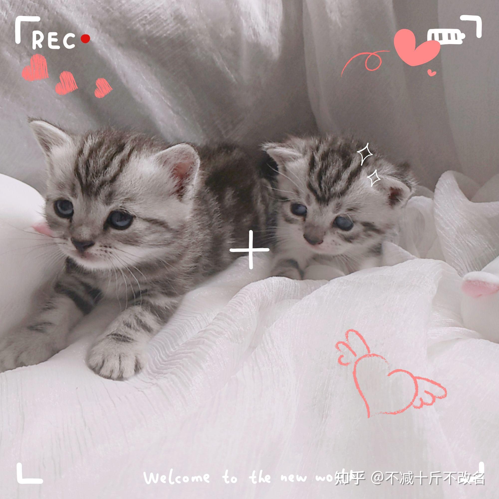 美短虎斑猫加白标斑起司猫有偿领养猫弟弟