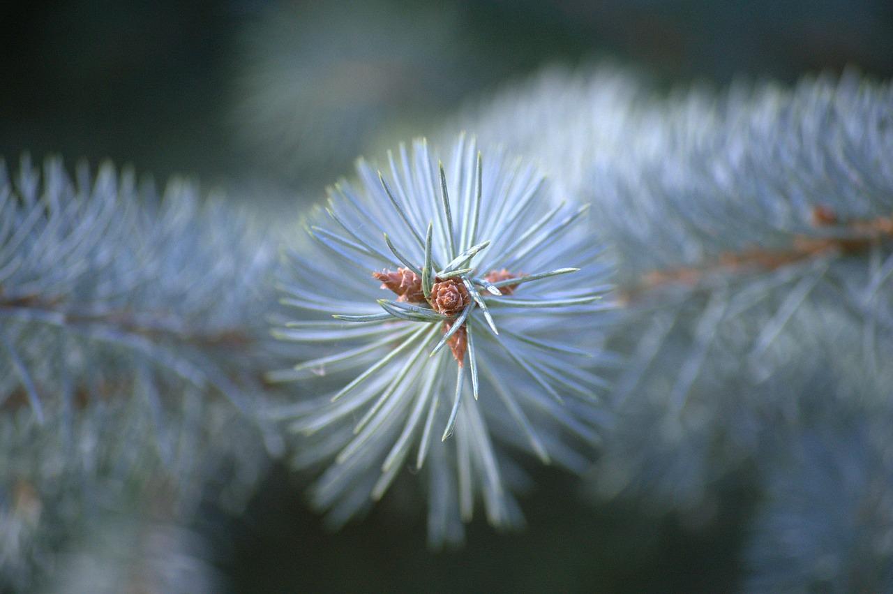 3. 林溪美栋座分布