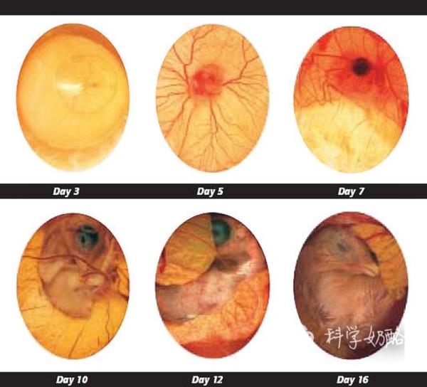 孕育生命的过程真的很神奇！原来小鸡宝宝是这样出生的 - 知乎