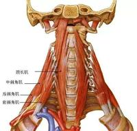 【干货】每天分享一块肌肉——颈阔肌
