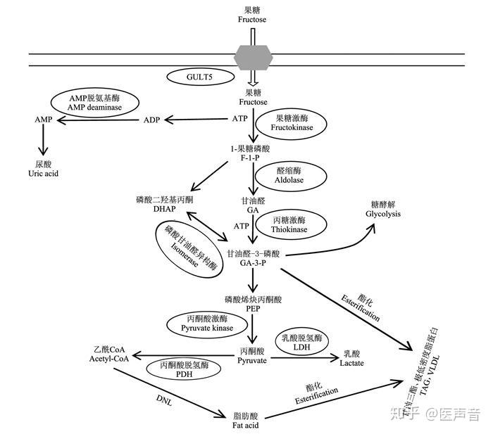 糖代谢途径图解图片