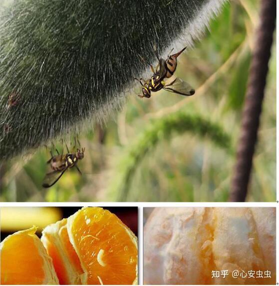 绝妙的"拟态",那些年我们傻傻分不清的蜂和蝇!