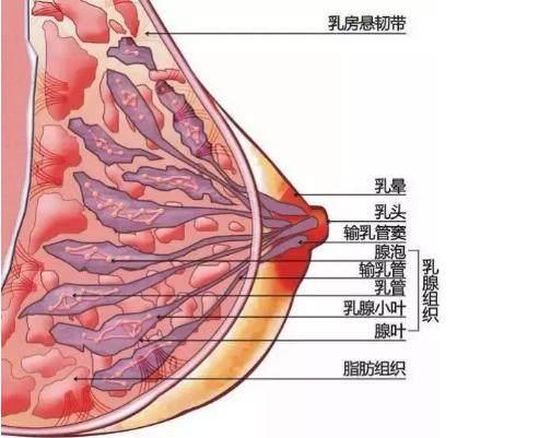 科普下江湖上流传的丰胸秘籍是不是真的靠谱 知乎