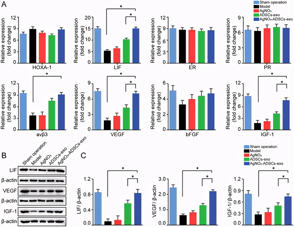 上海交通大学朱家全崔文国small封面外泌体水凝胶促进