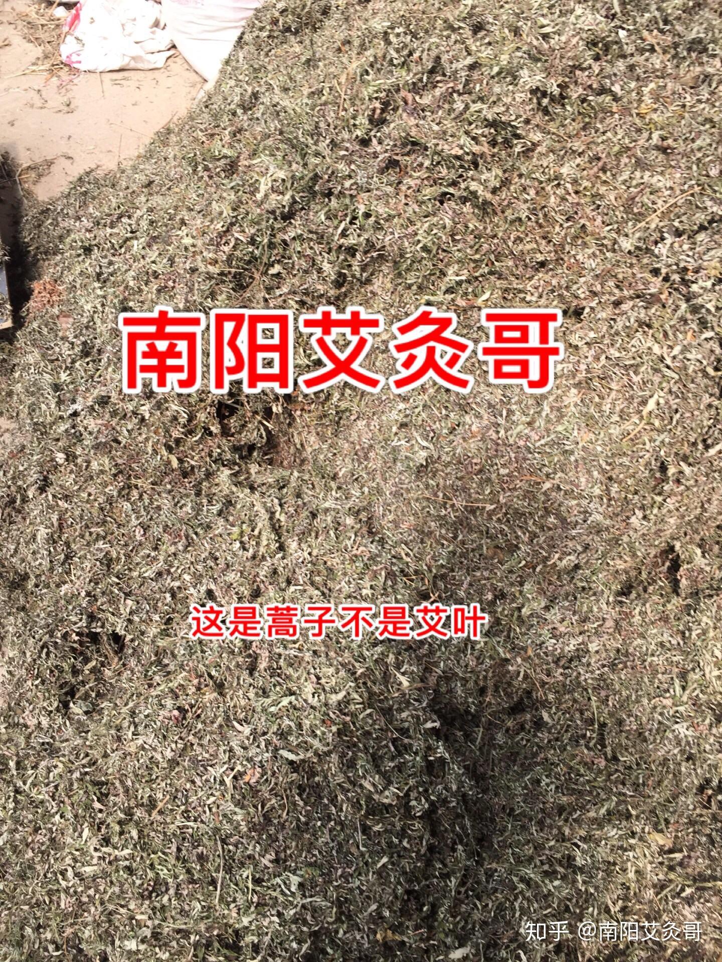 给大家看看艾草和蒿子的区别