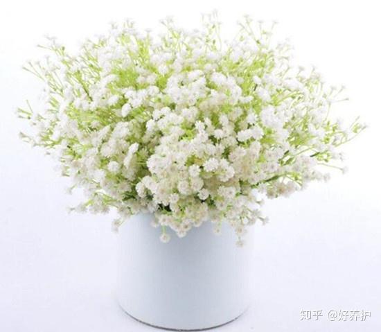 不同颜色的满天星花语 千万别送错了哦 知乎