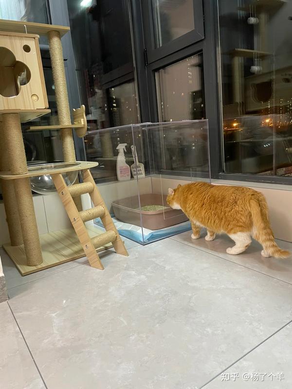 不想买智能猫砂盆的铲屎官们都看过来 🏻 - 知乎