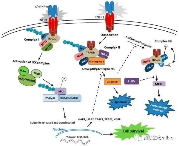 肿瘤坏死因子tnf家族1