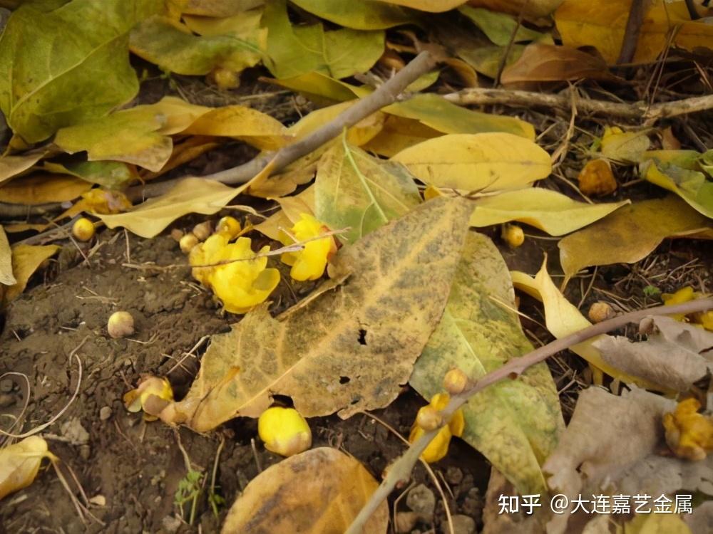 花草残枝落叶:花草残枝落叶和蔬菜残余都是属于同一类型的垃圾,即为"