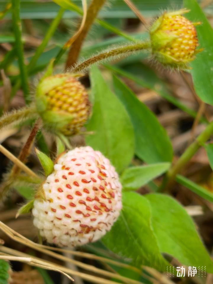 野性贵州 有问必答丨白草莓,长得好,味道美,价值高
